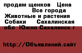 продам щенков › Цена ­ 15 000 - Все города Животные и растения » Собаки   . Сахалинская обл.,Южно-Сахалинск г.